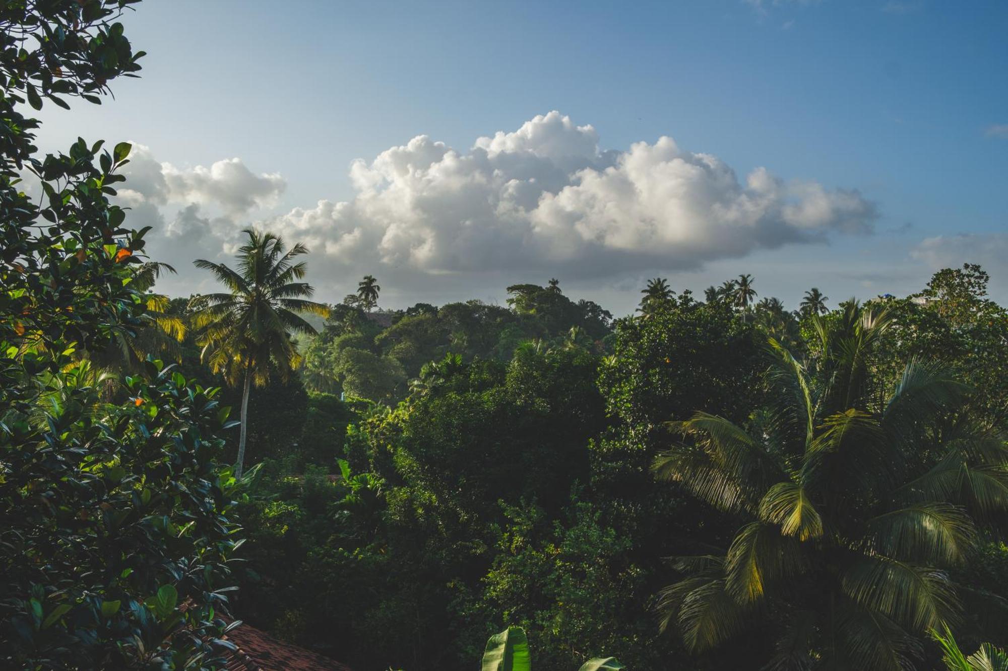 The Jungle View Hotel Mirissa Kültér fotó