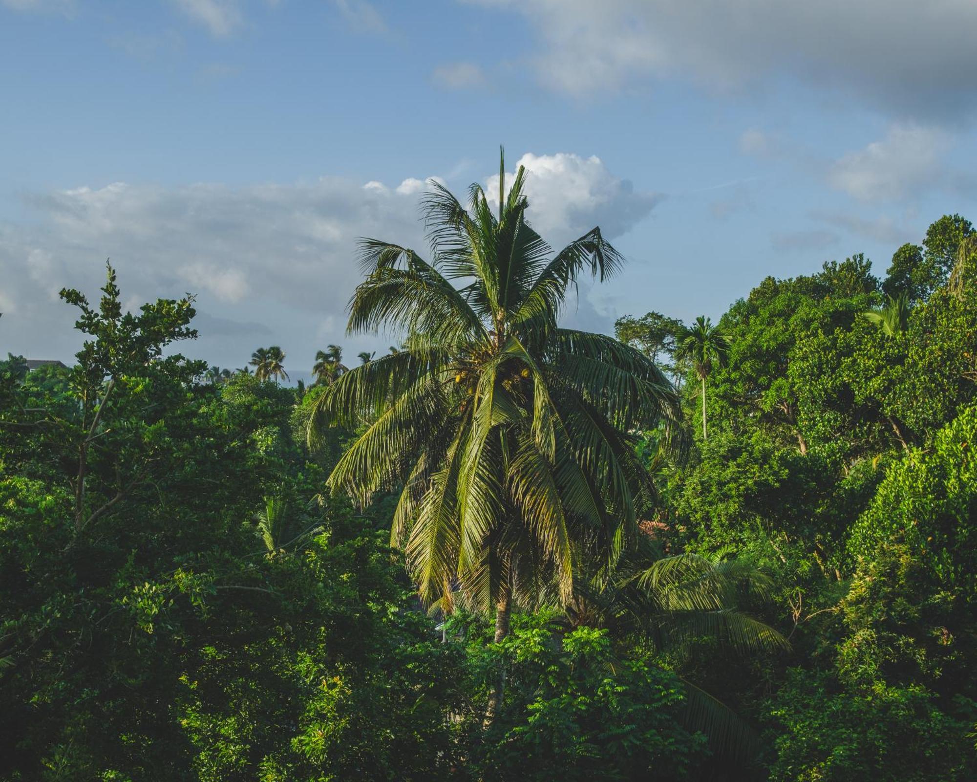 The Jungle View Hotel Mirissa Kültér fotó